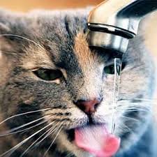 اعراض الجفاف عند القطط وعلاجه