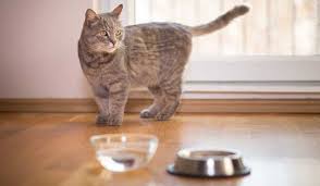 اعراض الجفاف عند القطط وعلاجه