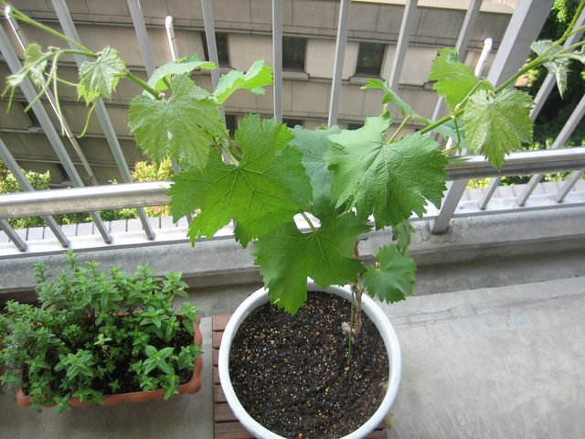 طريقة زراعة العنب من البذور في المنزل