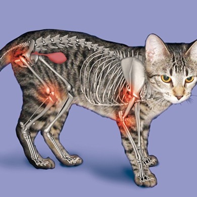 علاج التهاب المفاصل للقطط