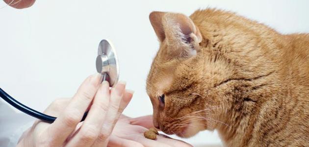 علاج انسداد الامعاء عند القطط