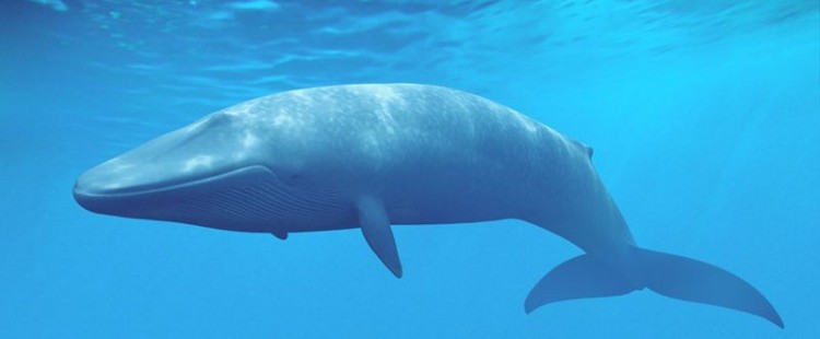 كيف يمكن الحفاظ على الحوت الأزرق من الانقراض