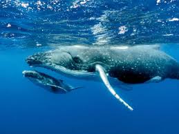 كيف يمكن الحفاظ على الحوت الأزرق من الانقراض