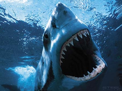 من الاقوى الحوت القاتل والقرش الأبيض
