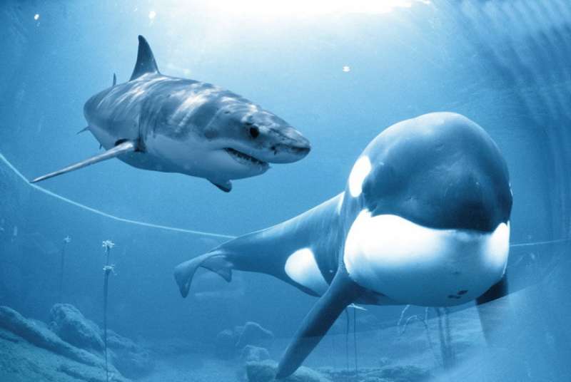 من الاقوى الحوت القاتل والقرش الأبيض
