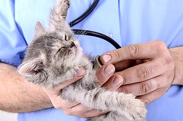 علاج التهاب الاعصاب عند القطط
