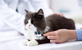 علاج عدم الاتزان عند القطط