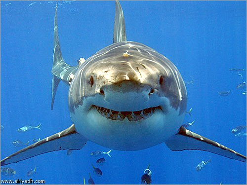 لماذا يتأثر سمك القرش في حال غياب الطحالب في البيئة المائية