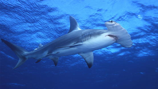 لماذا يتأثر سمك القرش في حال غياب الطحالب في البيئة المائية