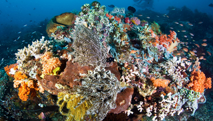 تحقق الشعب المرجانية التوازن البيئي البحري