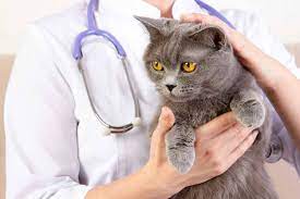 أسباب عدم قدرة القط على المشي