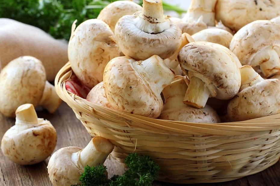 أي المخلوقات الحية يتبع مملكة الفطريات ؟