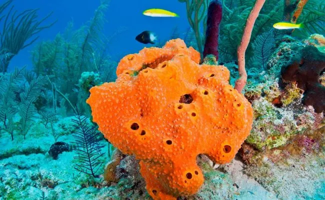 الحيوانات التي ليس لها أنسجة هي‎