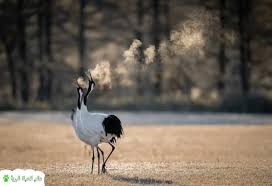 الطيور تستخدم الجلد والخياشيم للتنفس