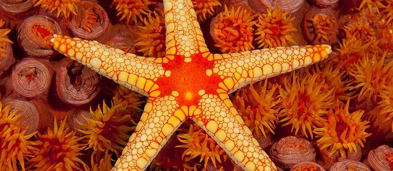 اللافقاريات هي حيوانات ليس لها زوائد مفصلية‎