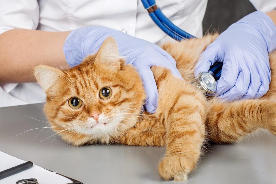 علاج التهاب الاعصاب عند القطط