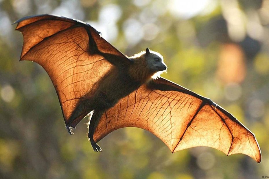 يصنف الخفاش على انه من الثدييات